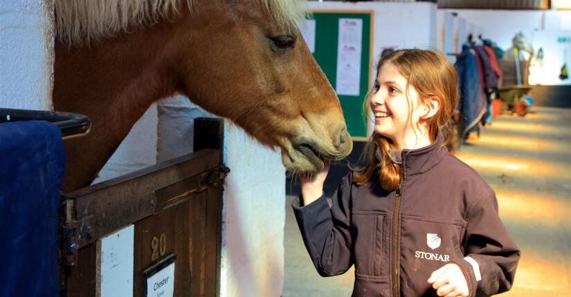 825_585_caring-for-our-horses (1)